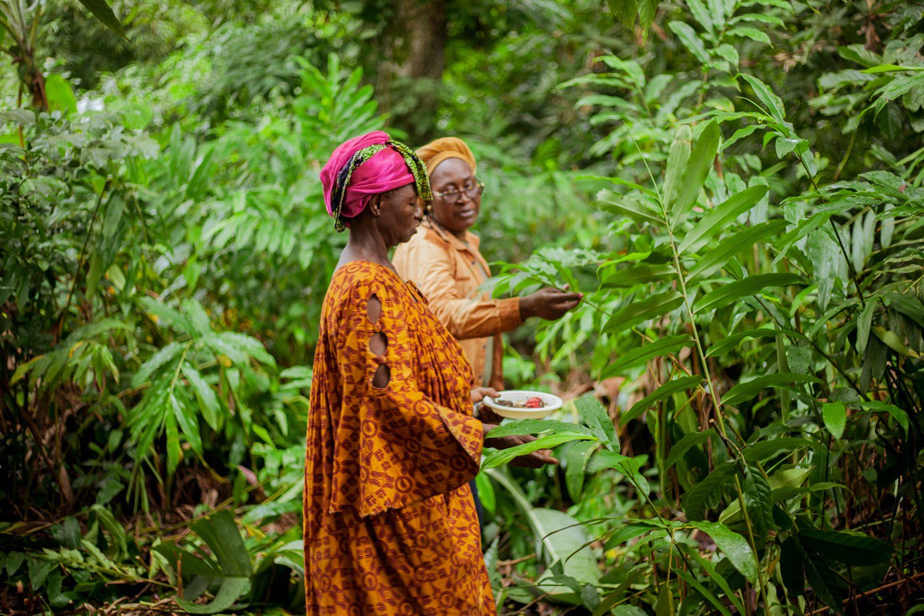 Women learning sustainable shea production